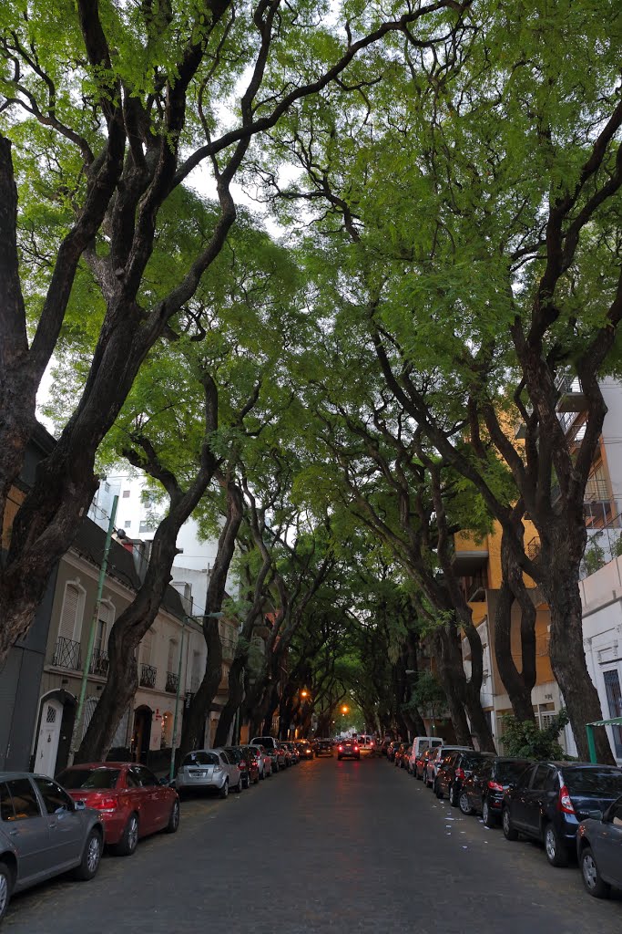 Green tunnel in Buenos Aires by hubert.zumbach