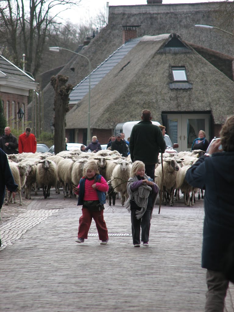 Groningse schaapskudde onderweg naar Stad by keystone