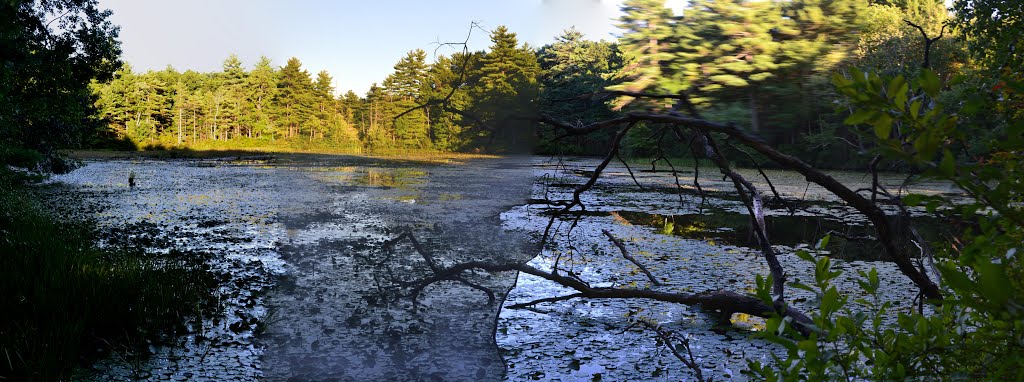 Wooded Wetland Sudbury Conservation Land by weirdpix