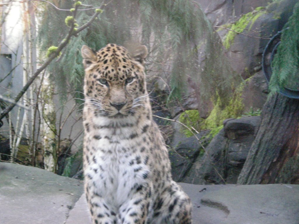 Pretty Amur Leopard! by Kiz