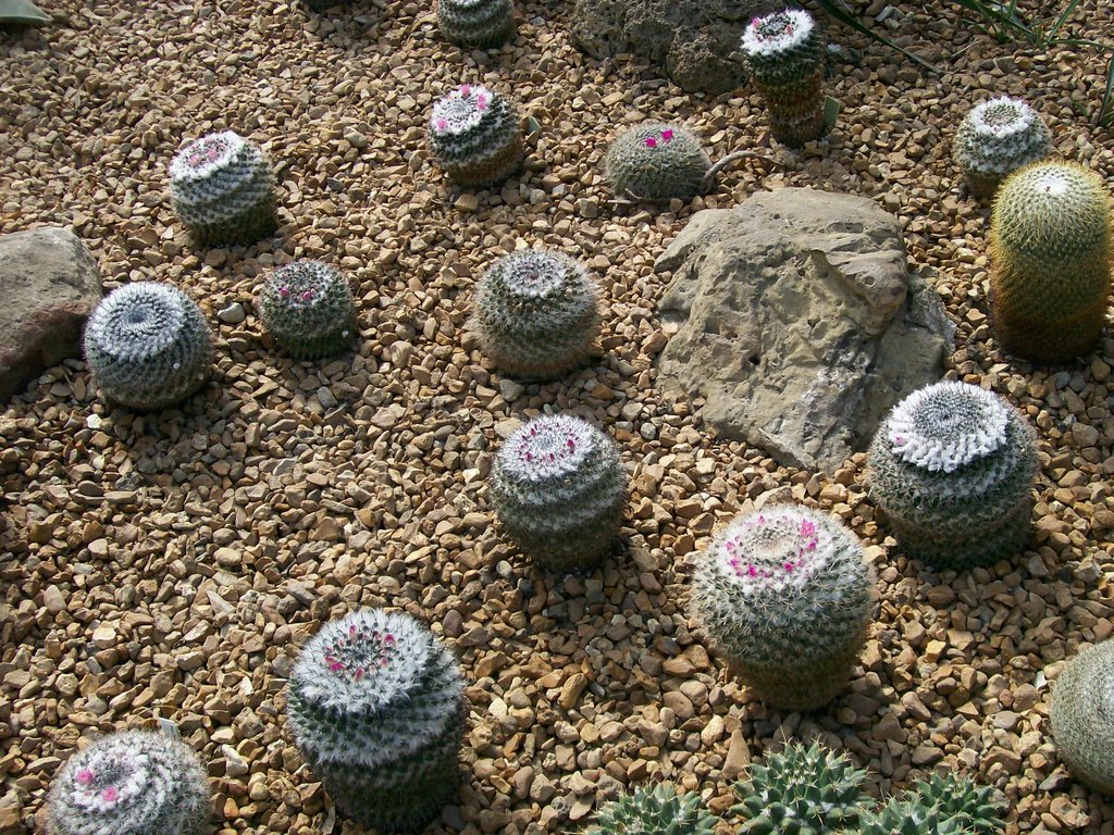 Cacti @ Garfield Park Conservatory by Leskra