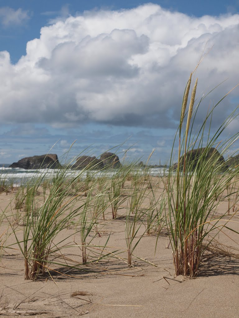 Sea Grass by James W Moore