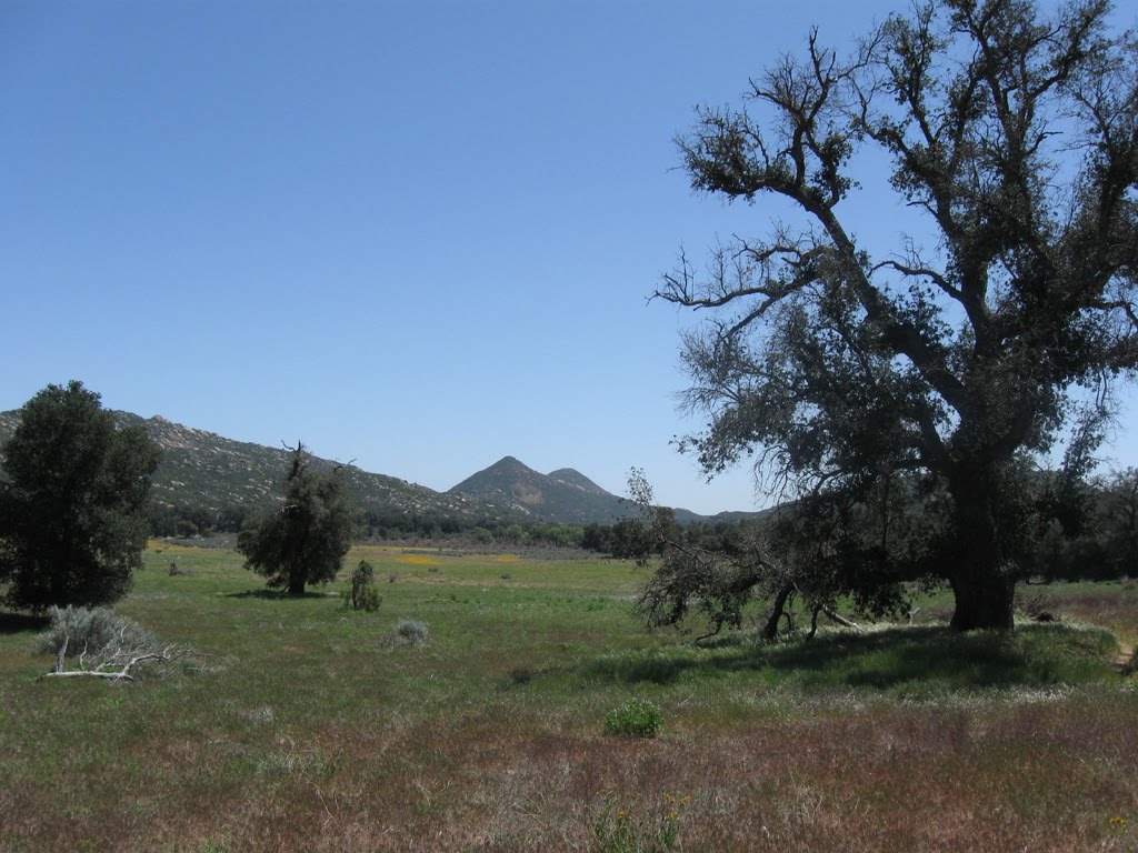 Southern California Meadow by C.Hansen