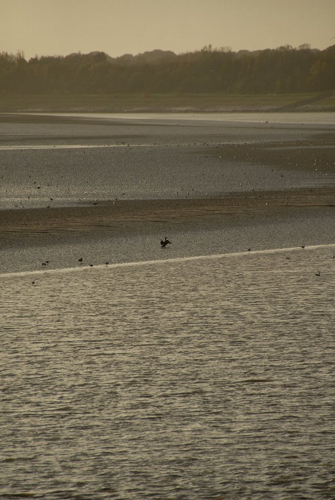 Estuary Birds by David Humphreys