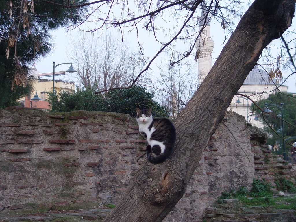 Citizen of Sultanahmet by MPr