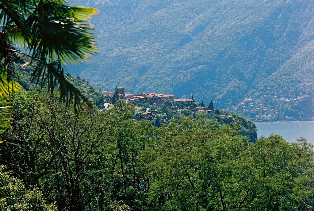 Pino sulla Sponda del Lago Maggiore by Juergen Smolorz