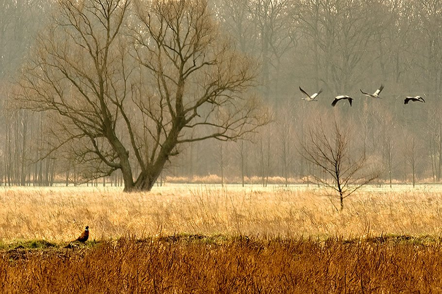 *** by Jerzy Malicki