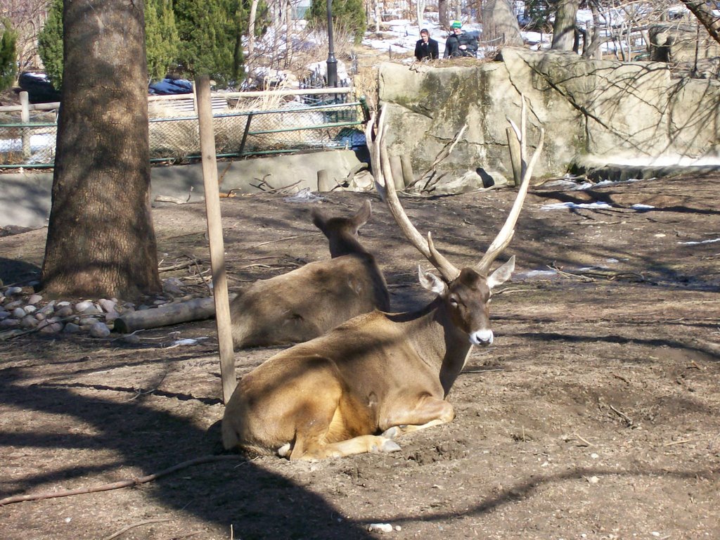 Lincoln Park Zoo by Leskra