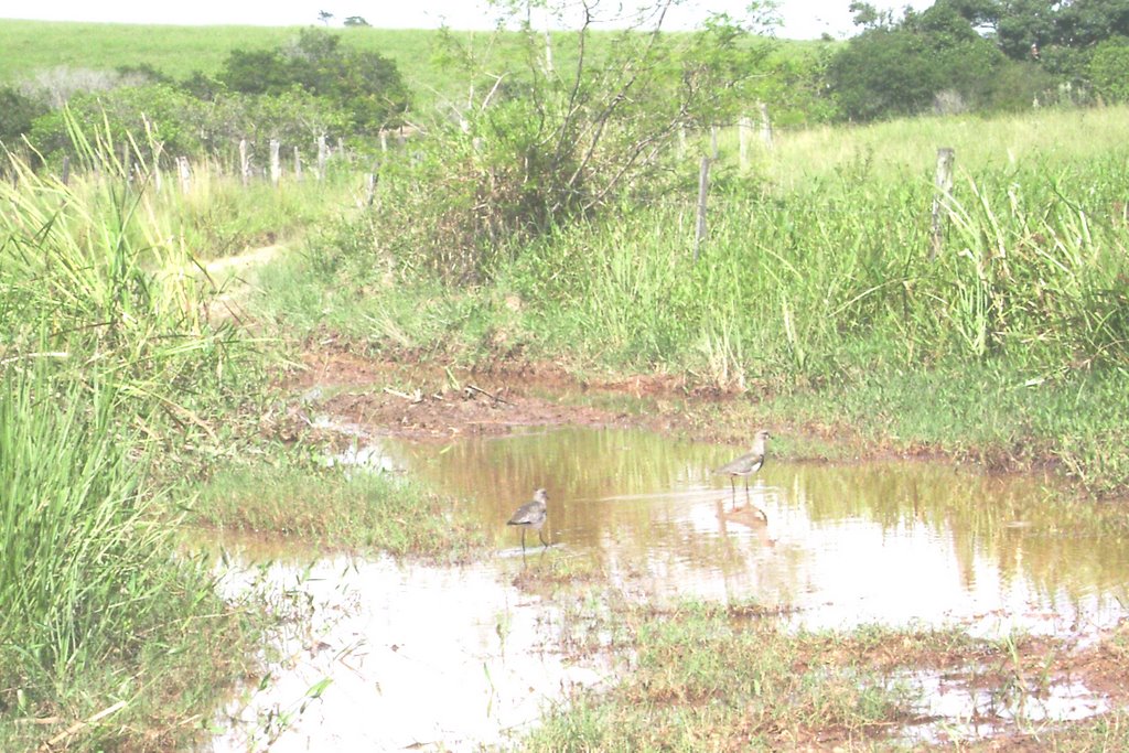 Estrada alagada no caminho da roça, (para alegria dos quero-queros), em Carapebus/RJ. by Paulo Noronha