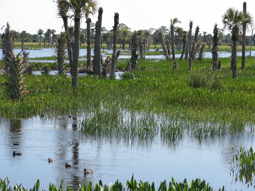 Wetlands by kaloka