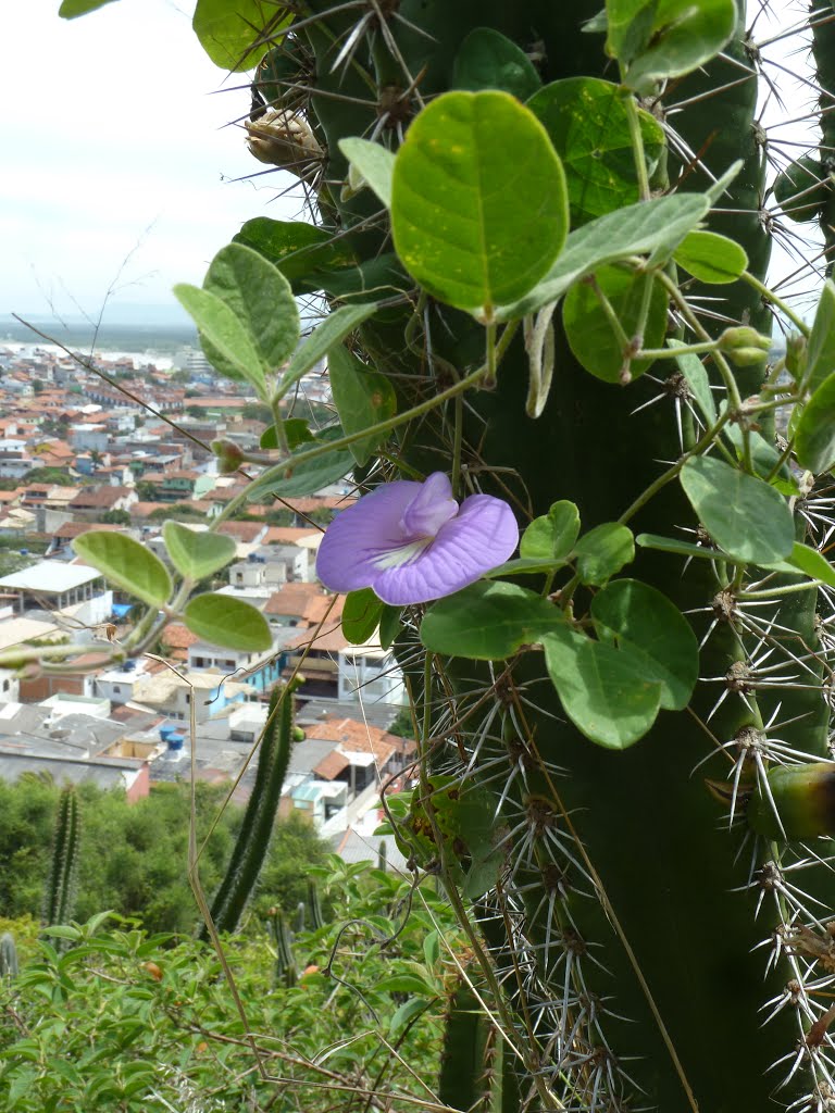 Flora Morro do Atalaia by juantopo