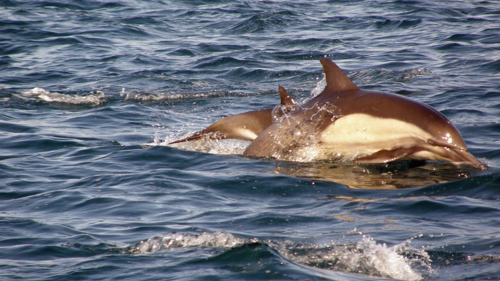 Whale watch 2008 Momma and Munchkin by Dreoilin