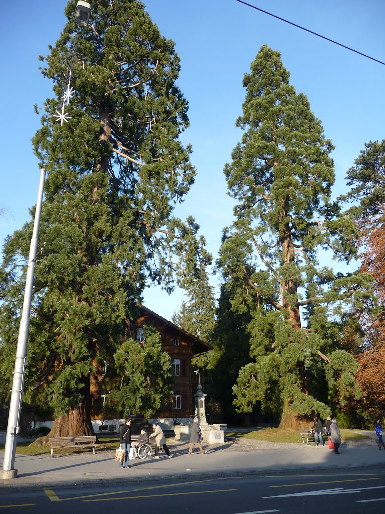 Die riesigen Weymuthkiefern beim Museum Bellpark by bienenritter