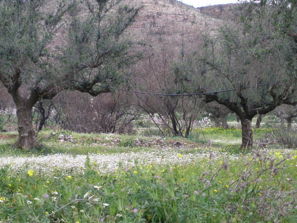 Olive trees - Filia - Greece by Yannis Papadopoulos