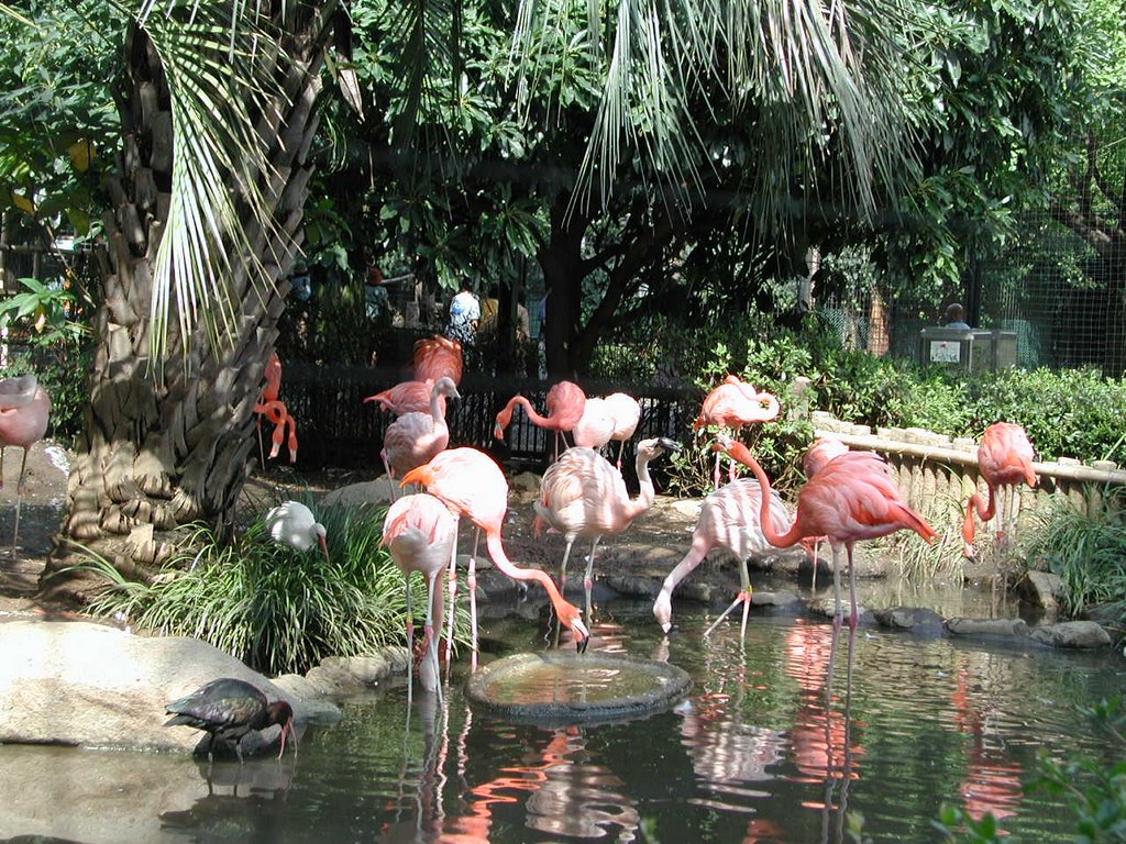 Ueno Zoo Tokyo Japan by syocyan