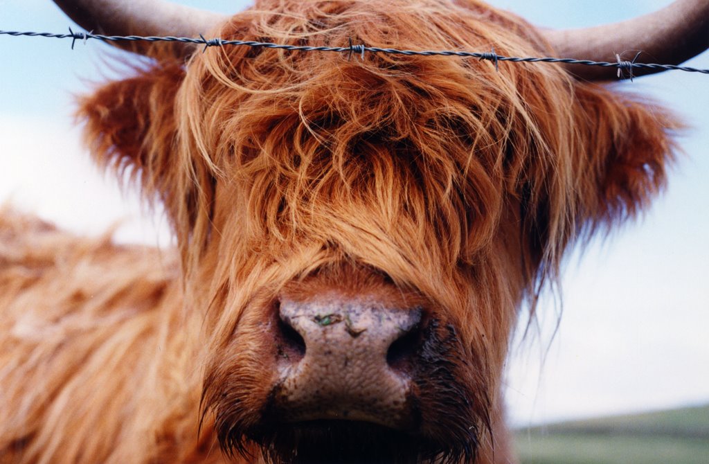 "Hairy Coo" by Neil Praught