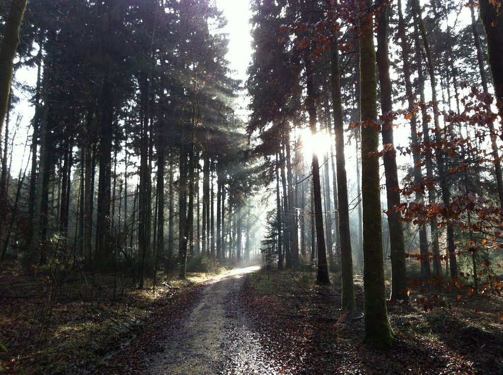 Langholz near Vordemwald by Rucci