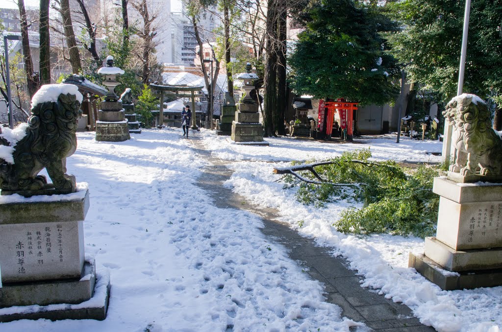 狛犬と雪折れの枝@氷川神社 by Syncopated_Frog