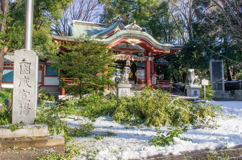 雪折れの枝@氷川神社 by Syncopated_Frog