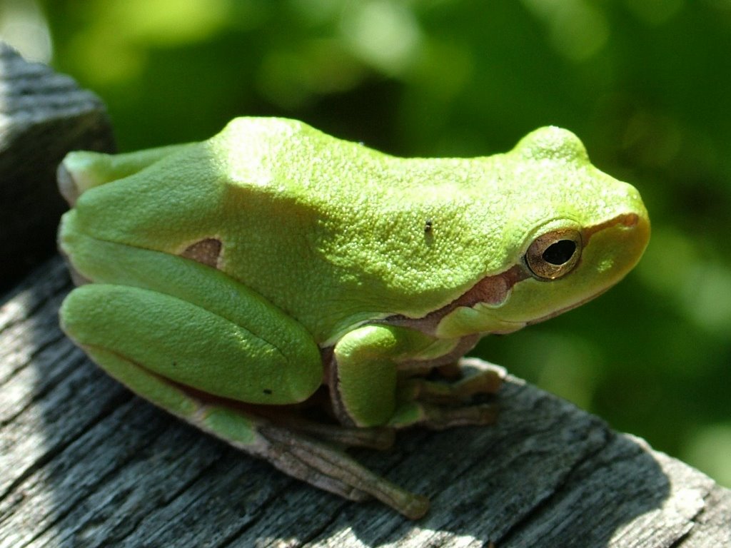 Levelibéka (Hyla arborea) - Leave-frog by Pinke László