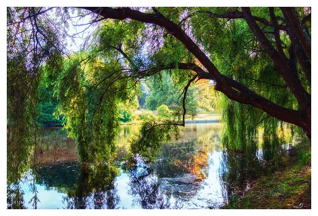 Shady Pond by Michael Domaradzki