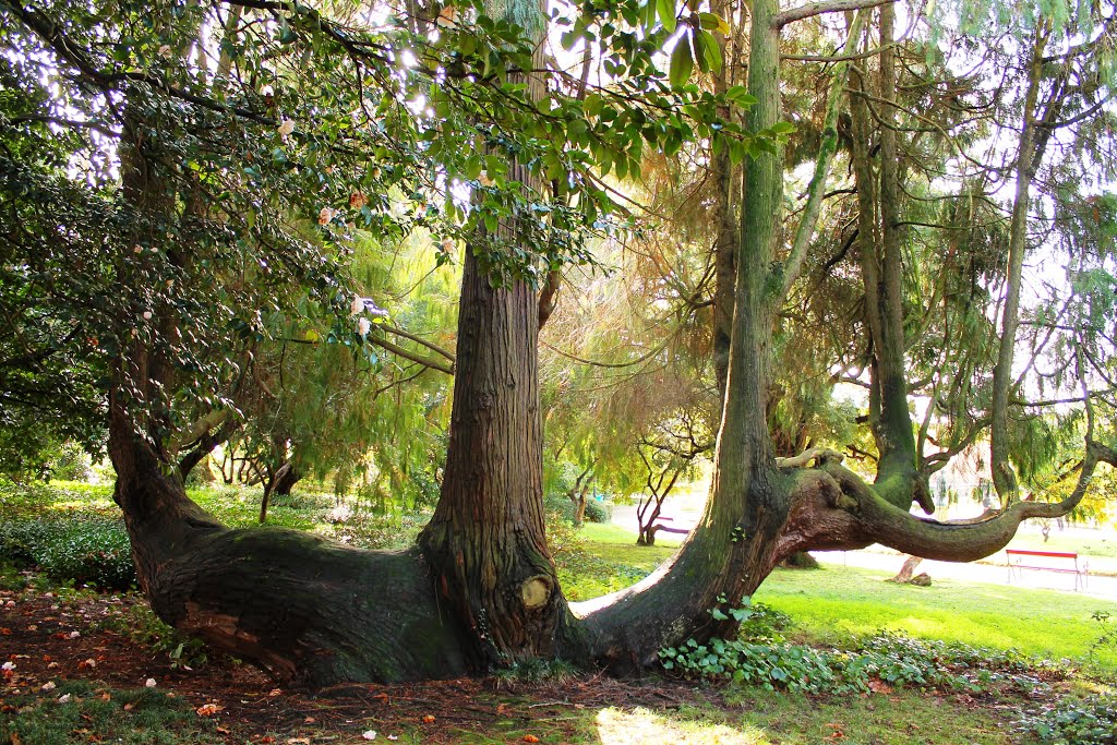 Thuja plicata, Jardins do Palácio de Cristal, Porto by Margarida Bico