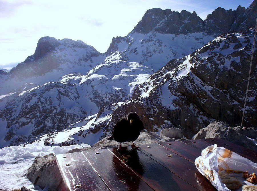 Invitado a comer en Cabaña Verónica (P.N. Picos de Europa) by BelenyChe