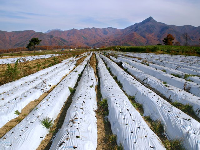 Nagano Nobeyama 野辺山の農園1 by suzusite