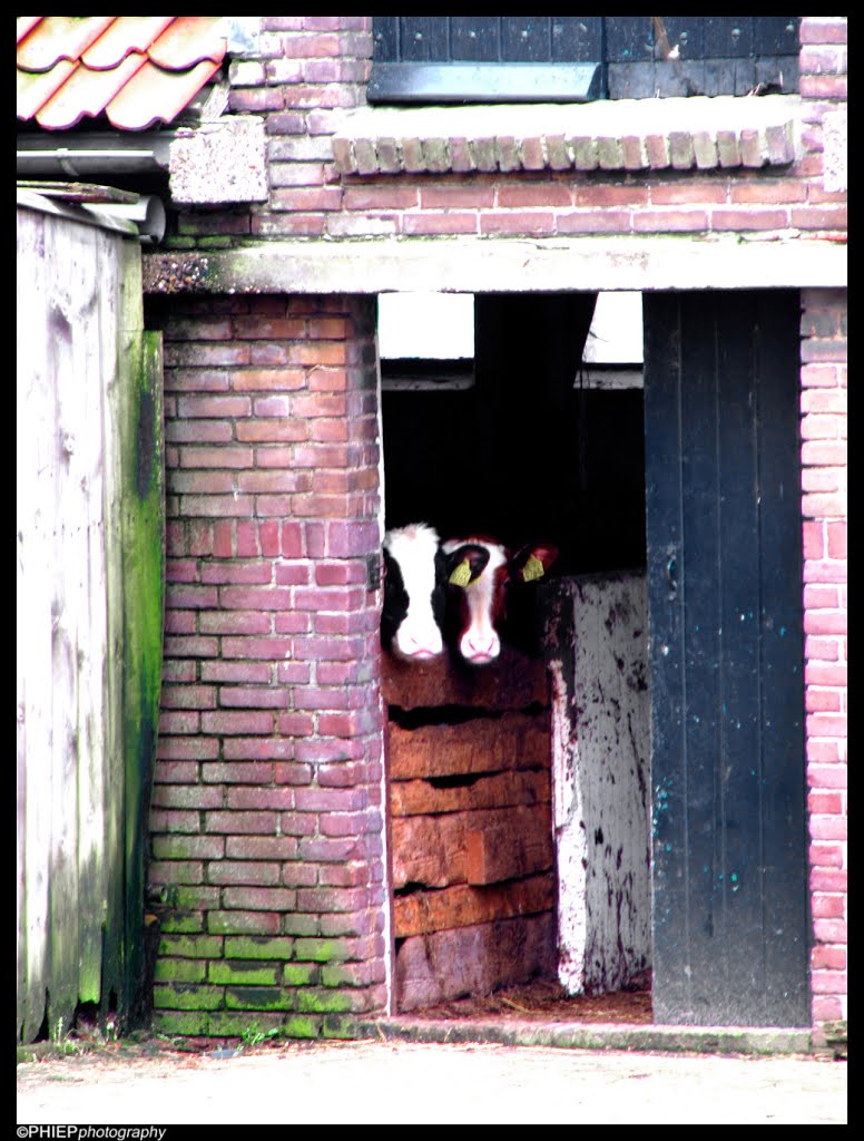 Curious cows by PHiep