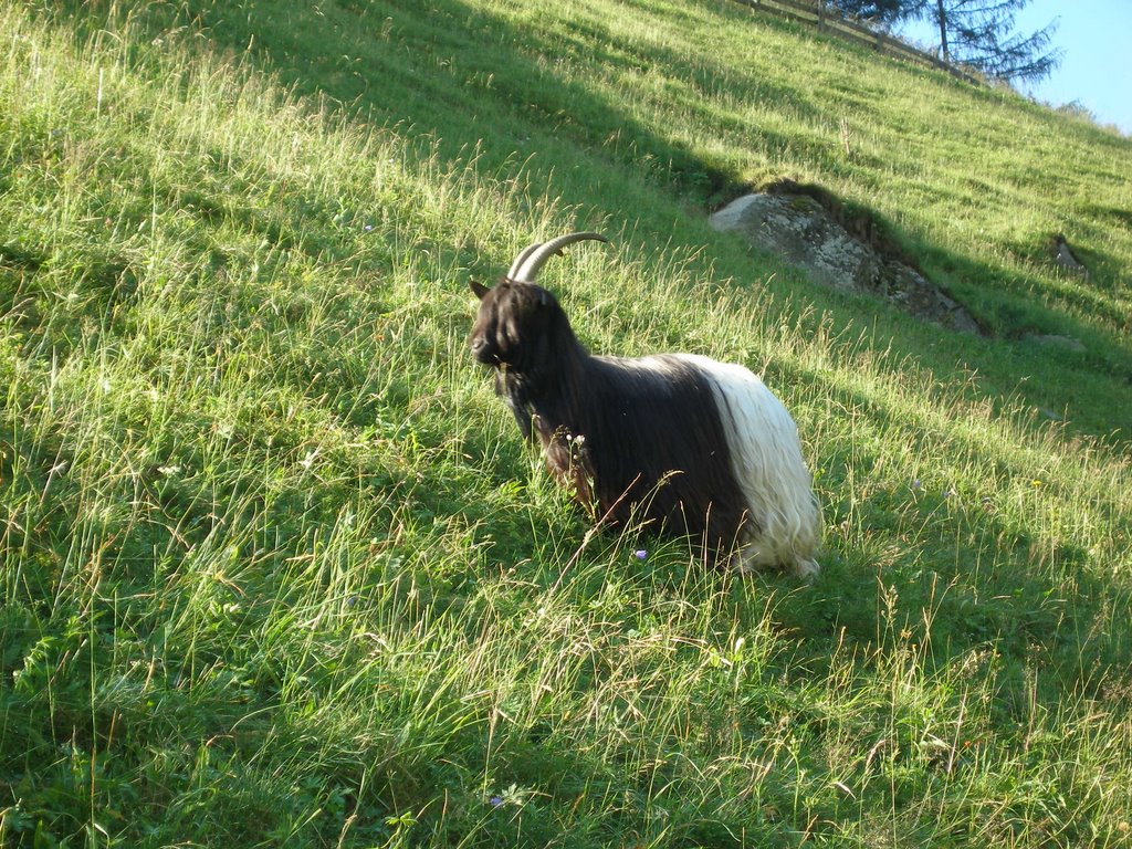 Rare breed of black and white goat by wendyemlyn