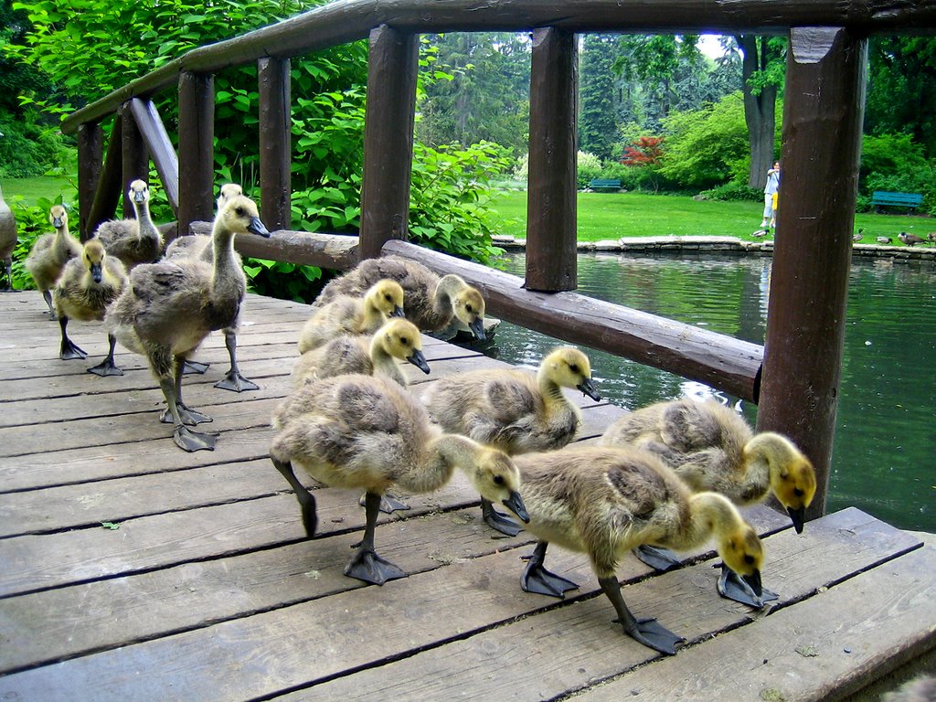 Baby Canada Geese using the Duck Pond Bridge (James Gardens) by Nikbrovnik