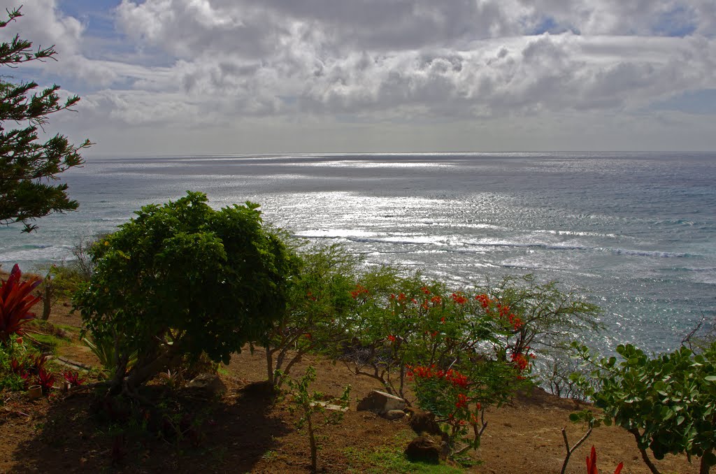 Along Diamond Head Road by Rollie Haselden