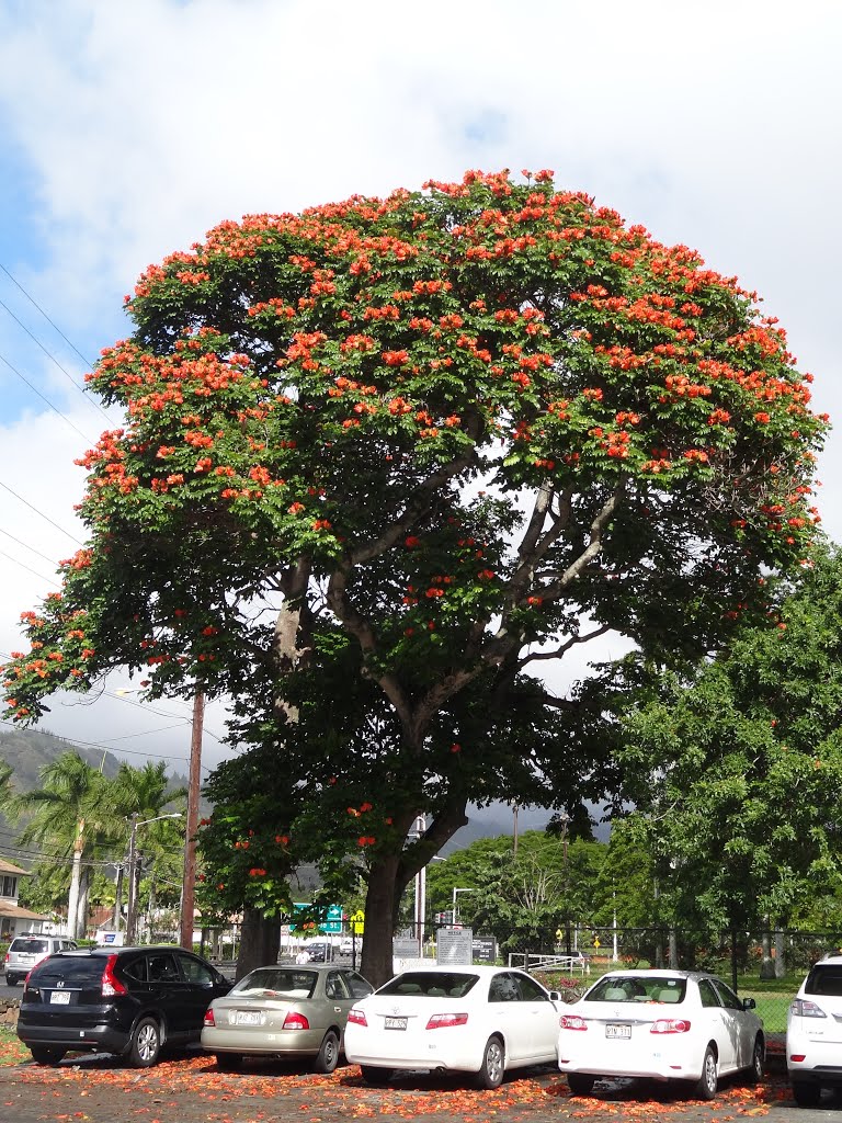 Beautiful Tree by rogerking