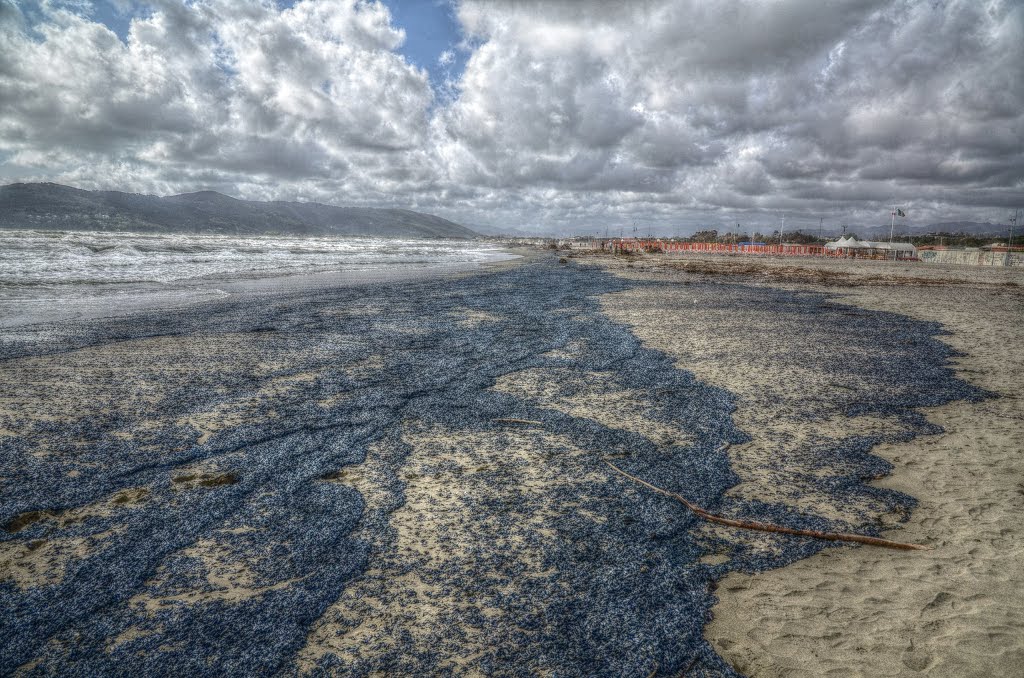 Marina di Carrara by Attilio Giacchè