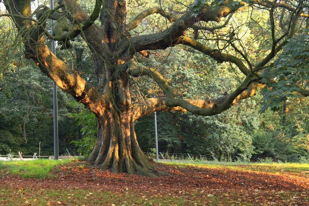 Brusseŀles - Arbre / Tree by Carles Garcia Deza