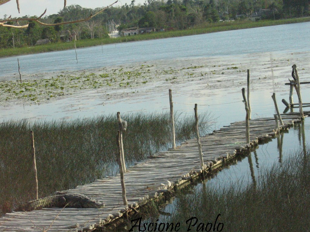 Il coccodrillo - messico by Ascione Paolo