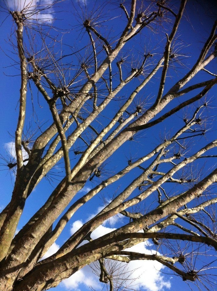 Trees in tooting bec by henryboateng