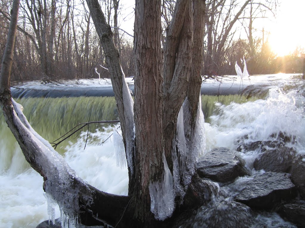 Iced Tree by weirdpix