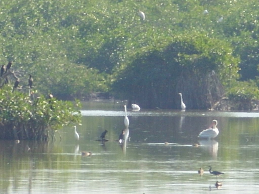 AVES DE SAN BLAS by MAGNATE