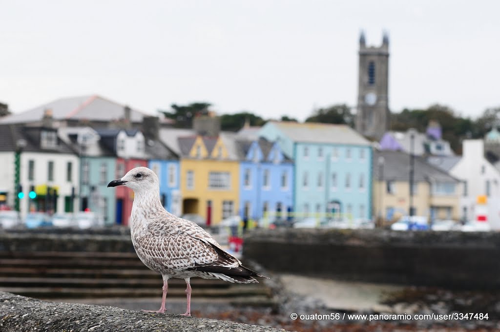 A gull in front of the town by ouatom56