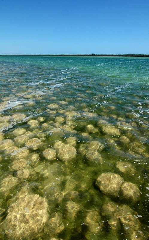 Trombolites, Lake Clifton, Australian by Robert Koch