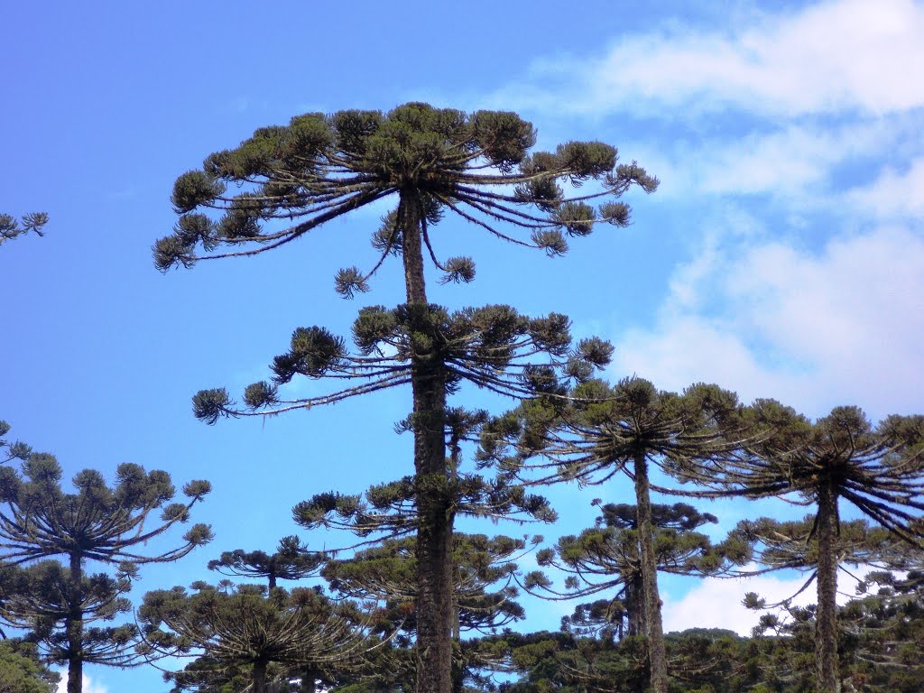 ARAUCÁRIAS(Araucaria angustifolia) EM PONTE ALTA DO NORTE by Sidnei Recco