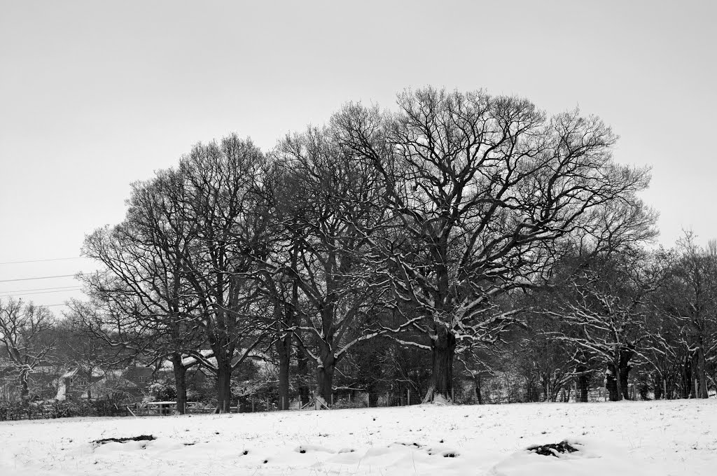 Snow in Wokingham by JohnBe