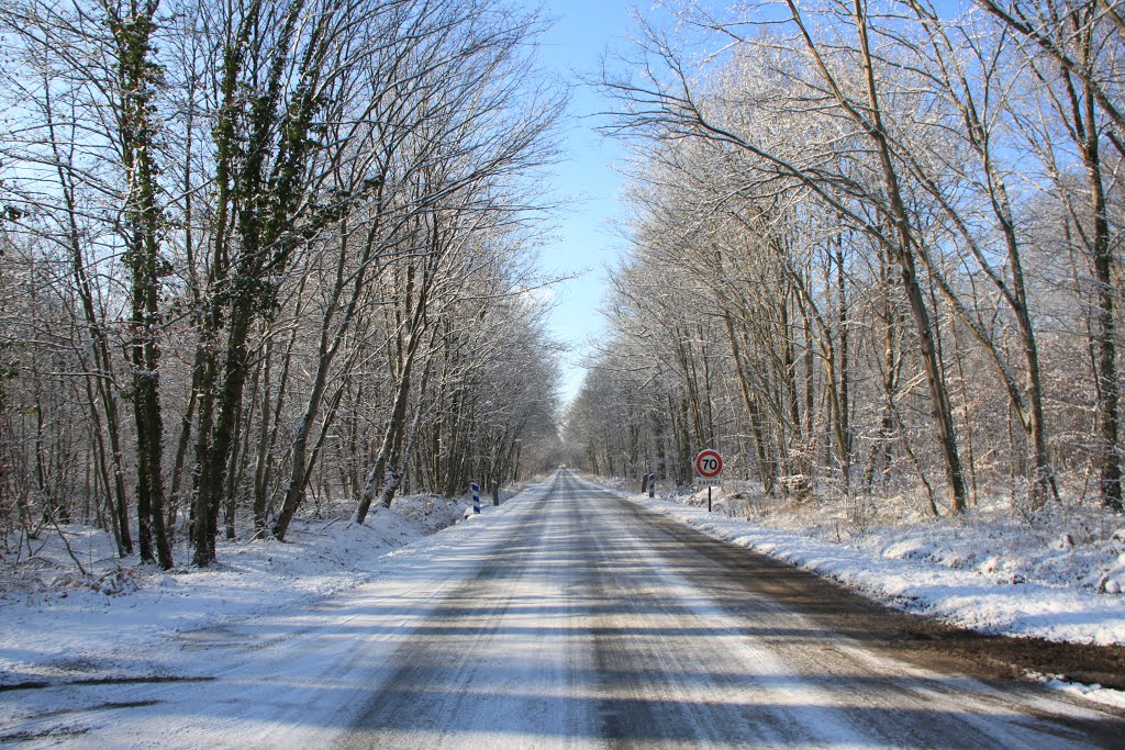 Route d'Alger (Foret de Fontainebleau) by gerard VERITE