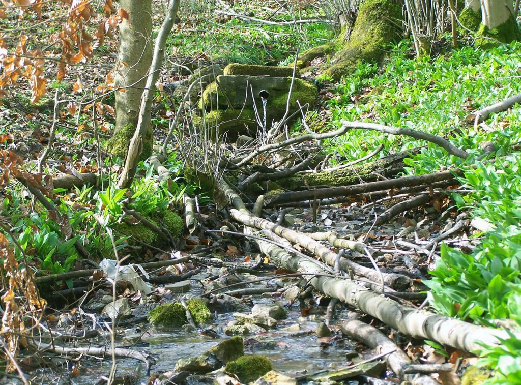 Frühjahrserwachen an der Dittenbachquelle by Hartmut Scheuter