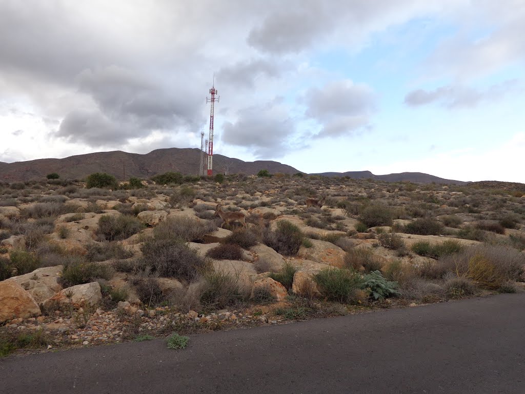 Cabra montesa,Por los Acantilados De Almería - Aguadulce by José Angel, delapeca