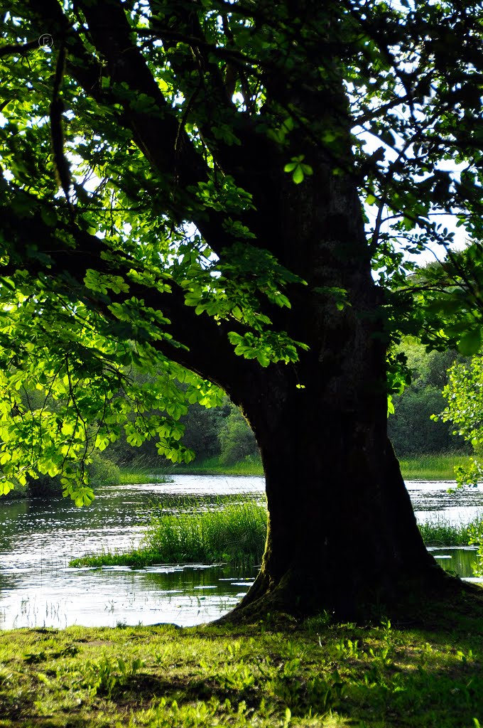 Ireland. Cong. The Abbey. The sunny side of Ireland II. by ®mene