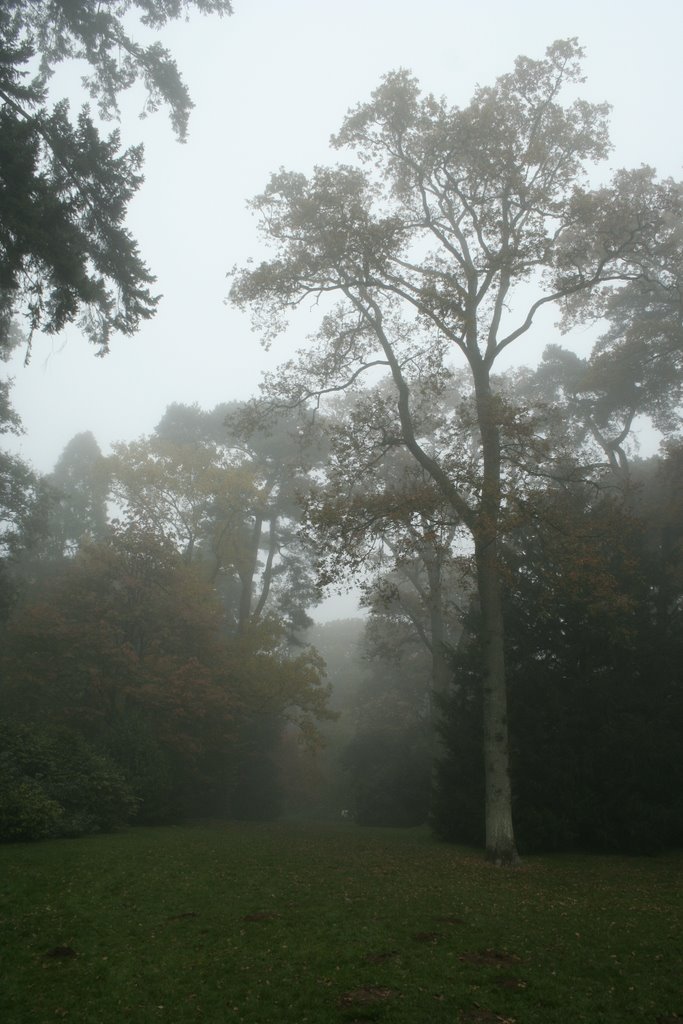 Westonbirt Arboretum by StevePWales