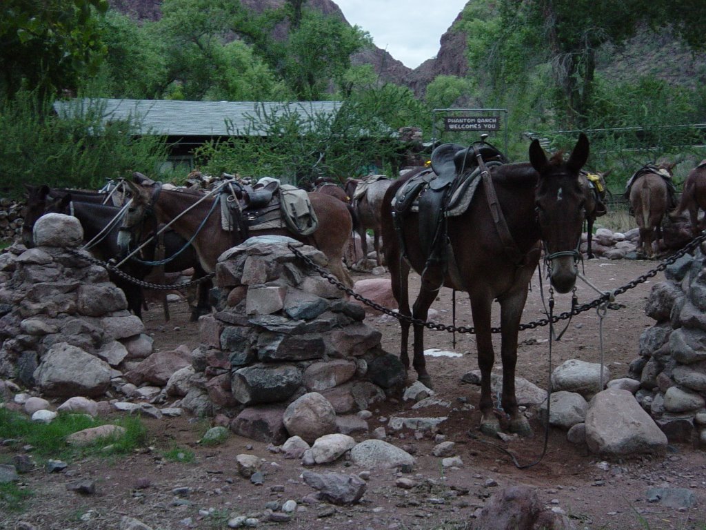 Poop machines at Phantom Ranch by GTH