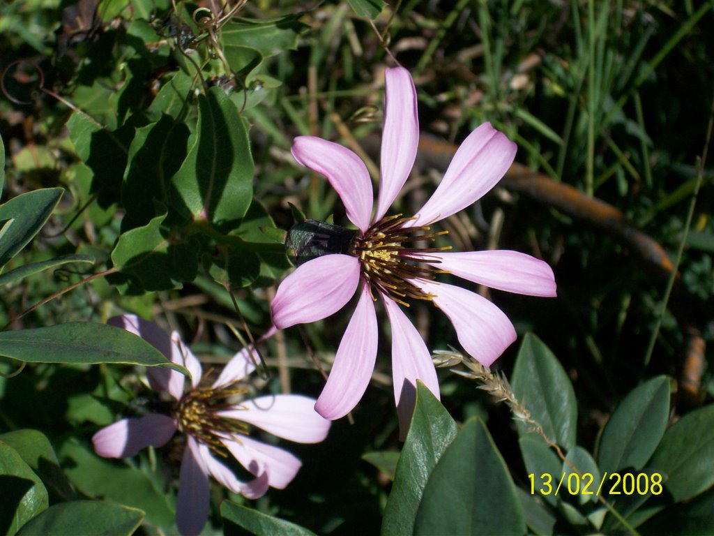 Flores Vulcão Lanin by Eduardo Grigôlo